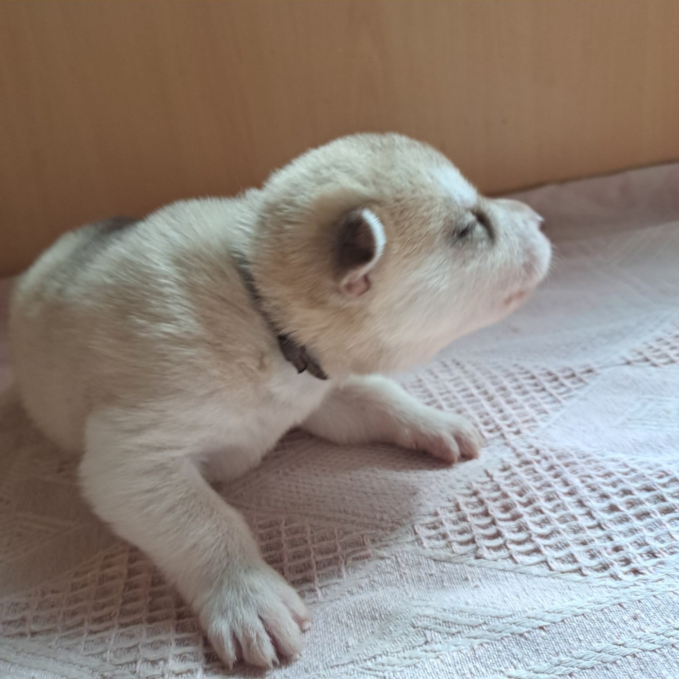 Chiot collier marron