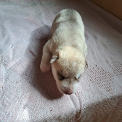 Les chiots de Siberian Husky