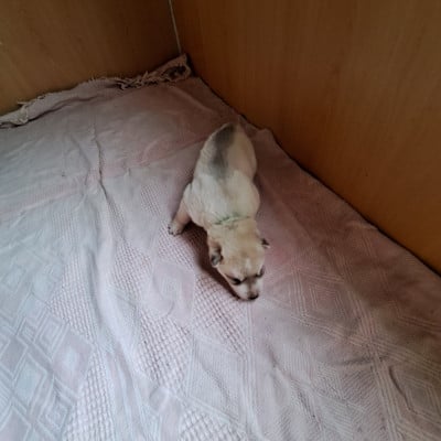 Les chiots de Siberian Husky