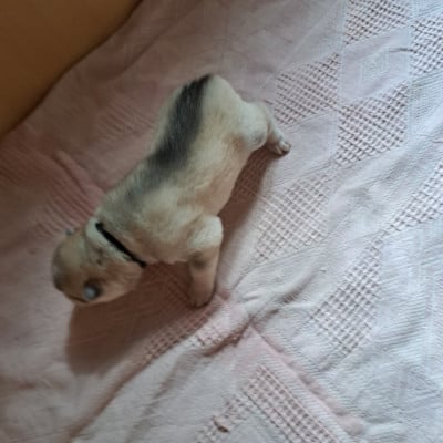 Les chiots de Siberian Husky