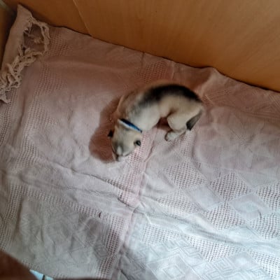 Les chiots de Siberian Husky