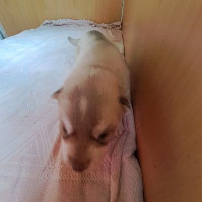 Les chiots de Siberian Husky