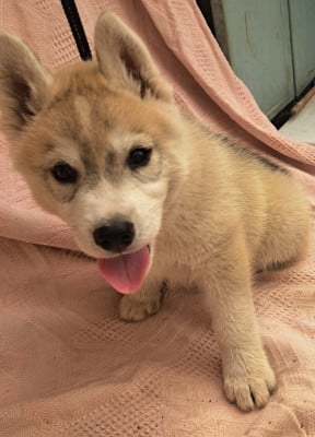Les chiots de Siberian Husky