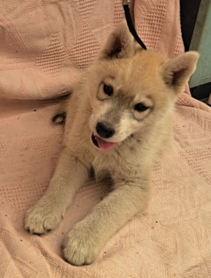 Les chiots de Siberian Husky
