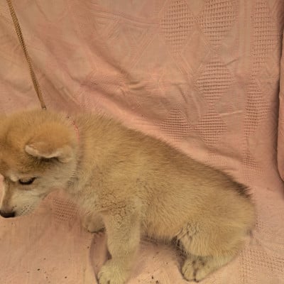 Les chiots de Siberian Husky