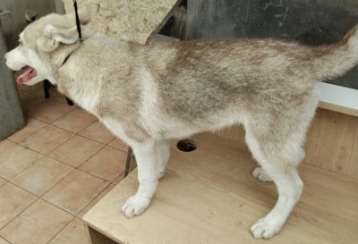 Les chiots de Siberian Husky