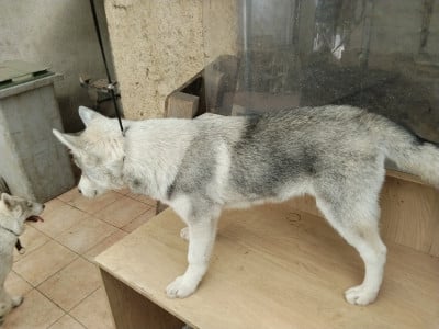 Les chiots de Siberian Husky