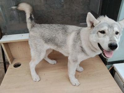 Les chiots de Siberian Husky