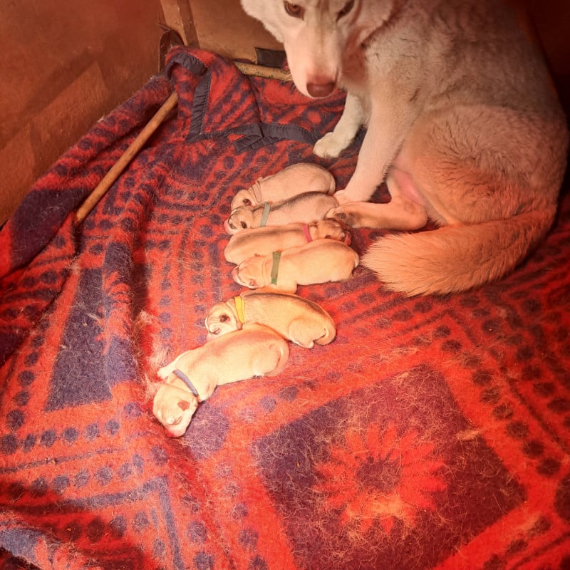 Siberian Husky - Of Wolves Children Of The Moon