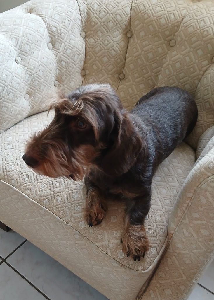 Uccellina Des Petits Rois De Kladska