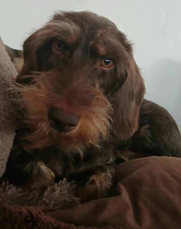 Uccellina Des Petits Rois De Kladska