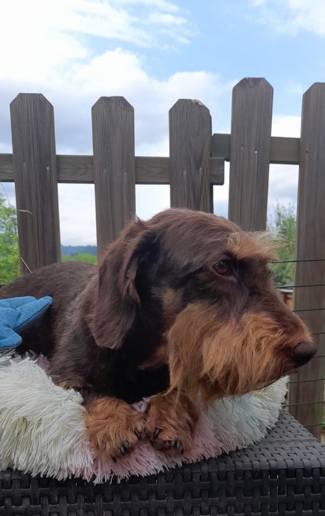 Rosamunde des plaines de Valinor