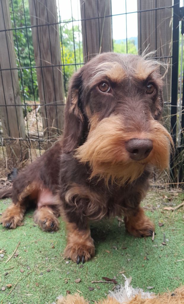 Rosamunde des plaines de Valinor