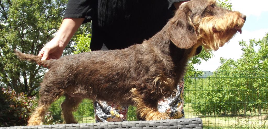 Rosamunde des plaines de Valinor