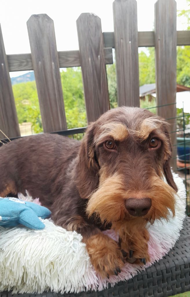 Rosamunde des plaines de Valinor