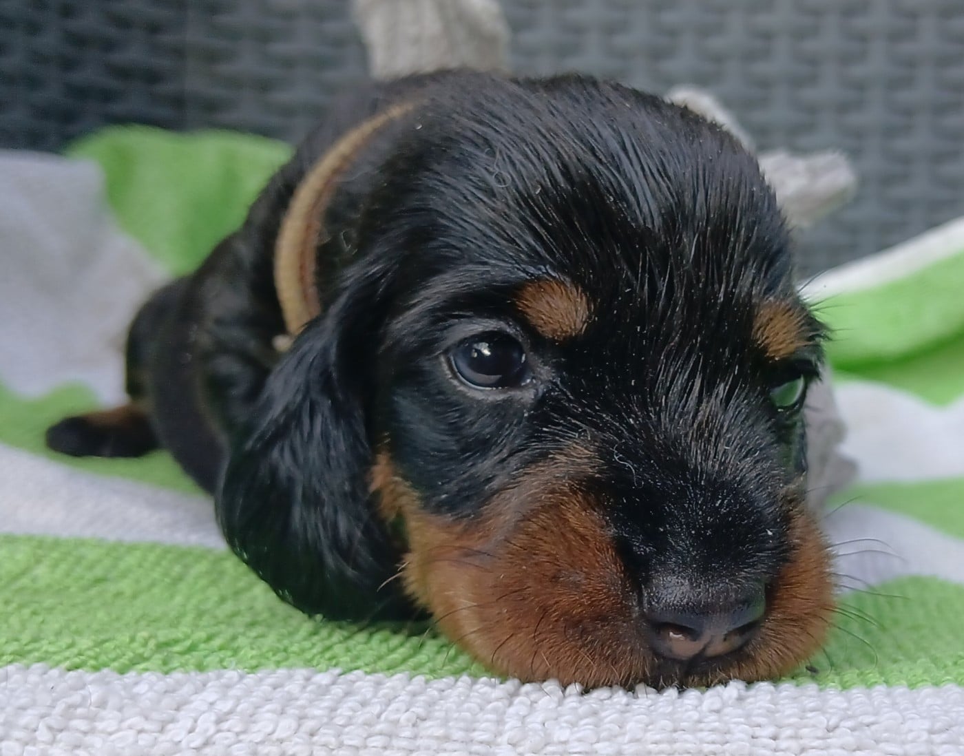 Brunhilde