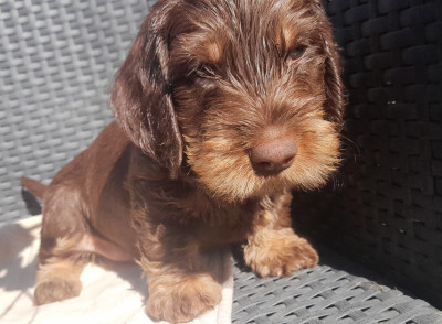 Les chiots de Teckel poil dur