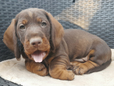 Les chiots de Teckel poil dur