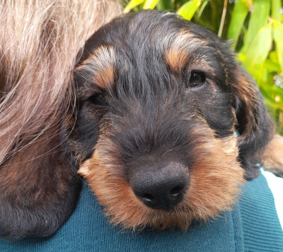 Les chiots de Teckel poil dur