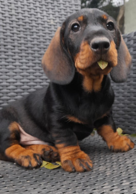 Les chiots de Teckel poil dur