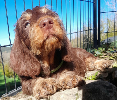 Les chiots de Teckel poil dur