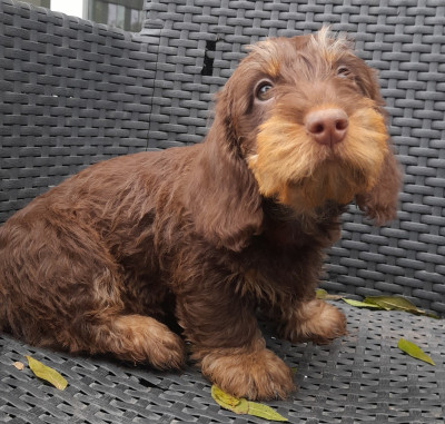 Les chiots de Teckel poil dur