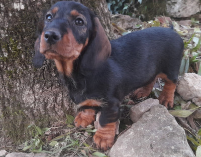 Les chiots de Teckel poil dur