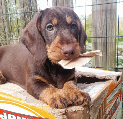 Les chiots de Teckel poil dur