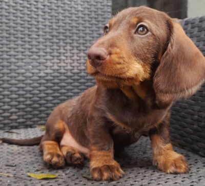 Les chiots de Teckel poil dur
