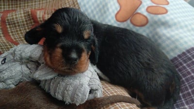 Les chiots de Teckel poil dur