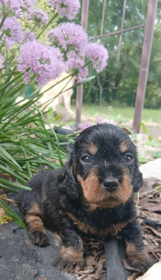 Les chiots de Teckel poil dur