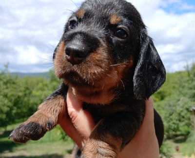 Les chiots de Teckel poil dur