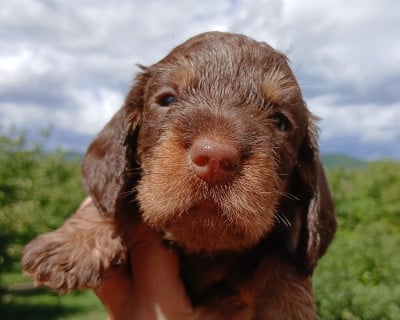 Les chiots de Teckel poil dur