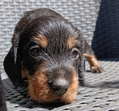 Les chiots de Teckel poil dur