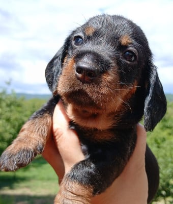 Les chiots de Teckel poil dur