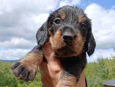 Les chiots de Teckel poil dur