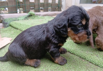 Les chiots de Teckel poil dur