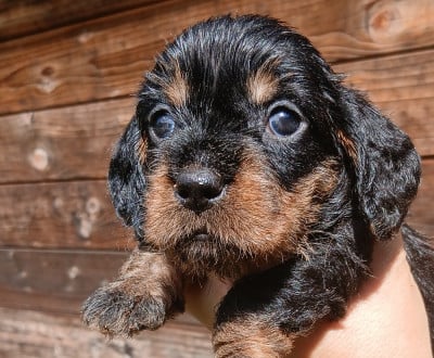 Les chiots de Teckel poil dur