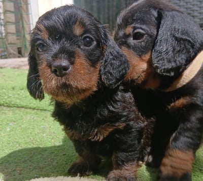 Les chiots de Teckel poil dur