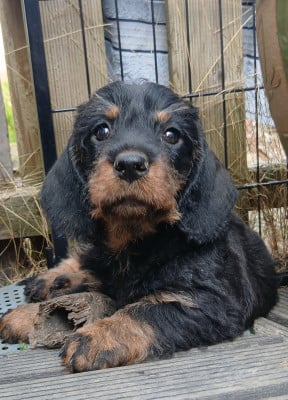 Les chiots de Teckel poil dur