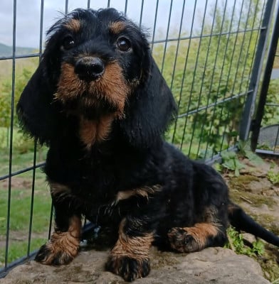 Les chiots de Teckel poil dur