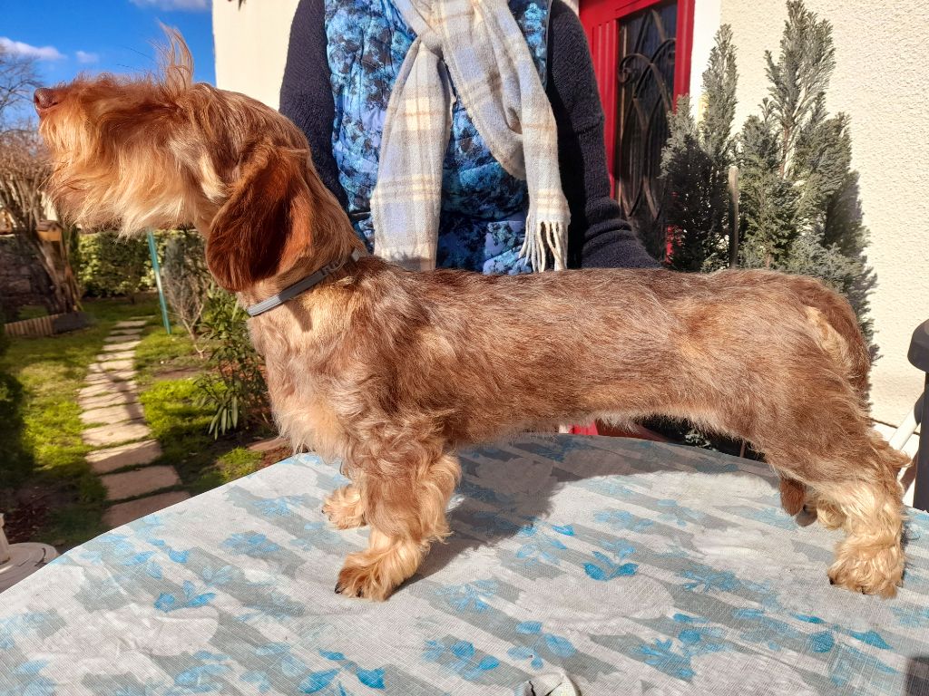 Tarah-biscotte la-do-ré Des Petits Rois De Kladska - 2eme prometteuse puppy