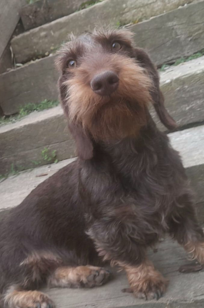 Valrhona mi-ré-la Des Petits Rois De Kladska - mention Très Bon