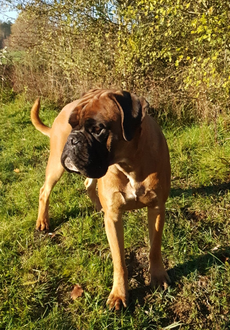  Viggo de la Croix de Cazeneuve