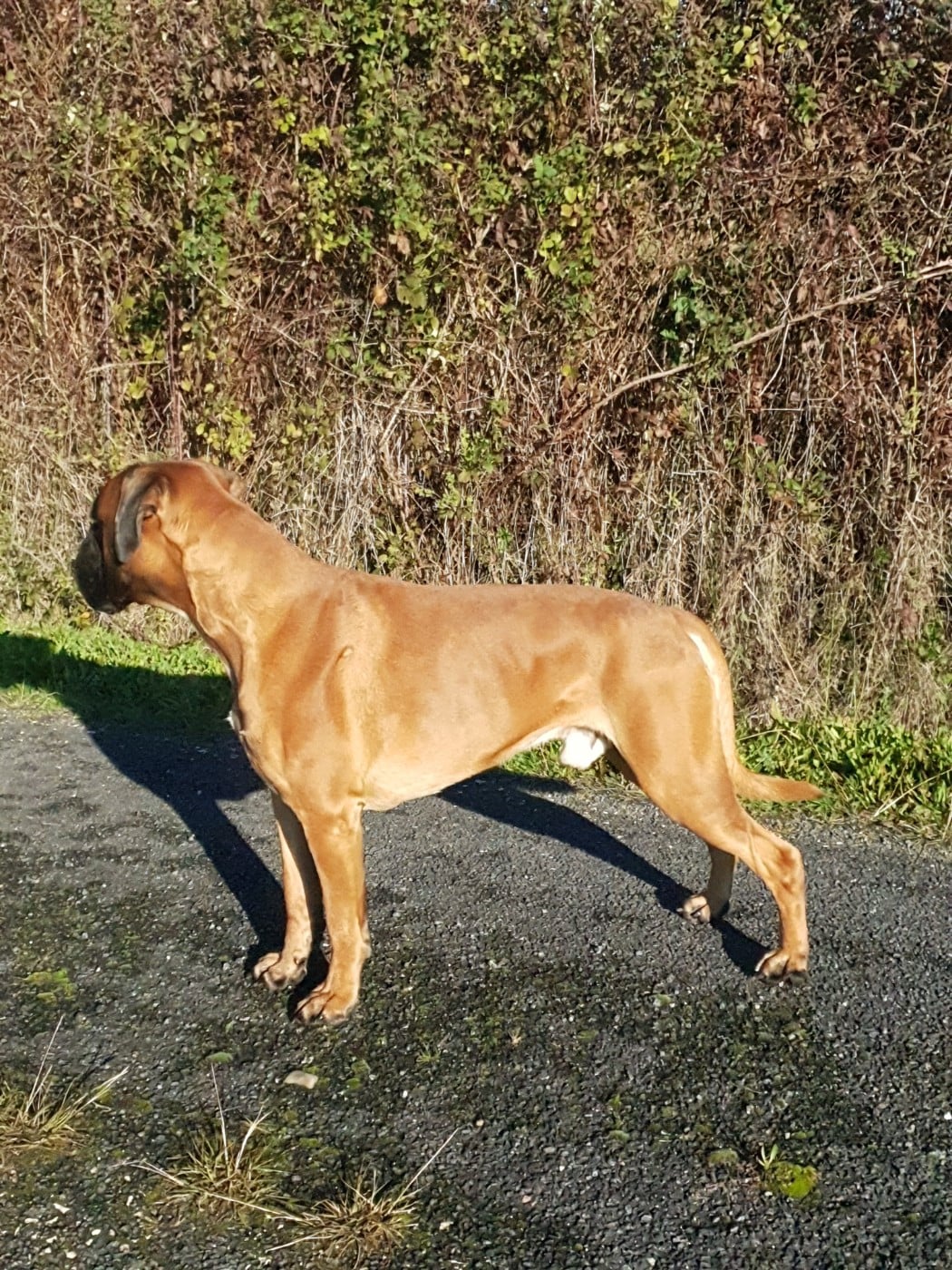  Viggo de la Croix de Cazeneuve