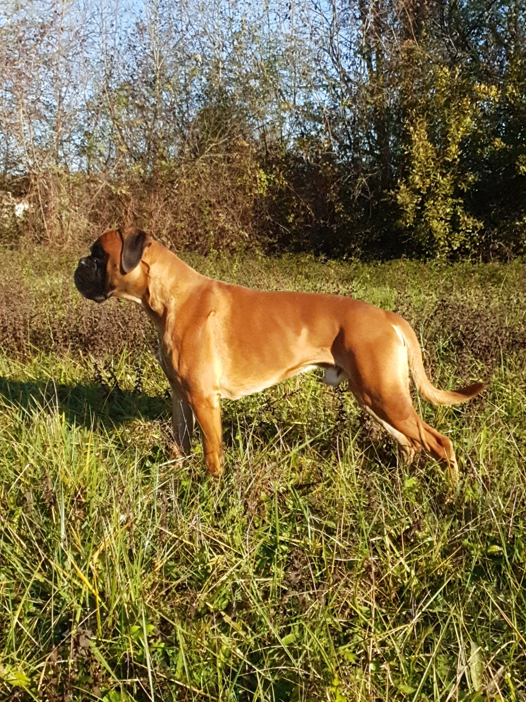  Viggo de la Croix de Cazeneuve