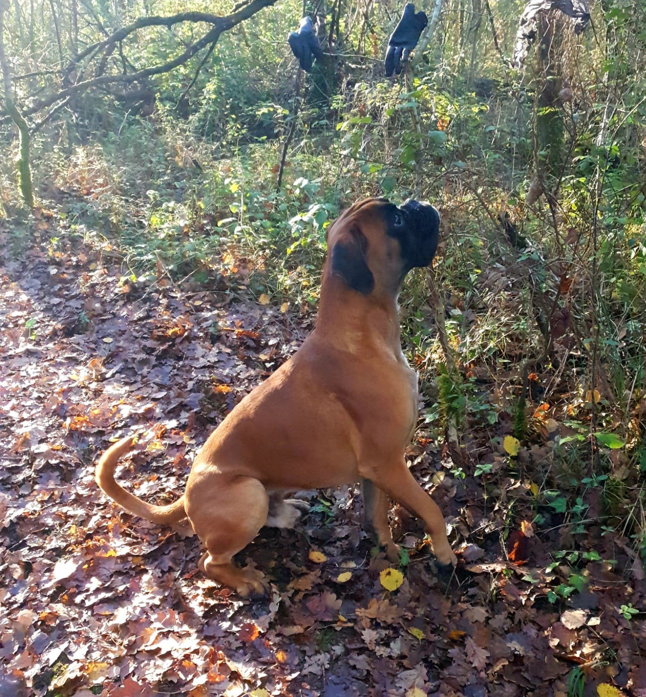  Viggo de la Croix de Cazeneuve