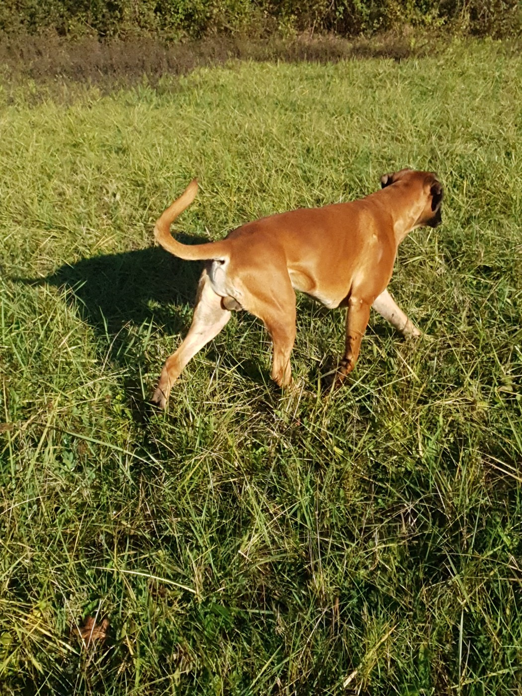  Viggo de la Croix de Cazeneuve