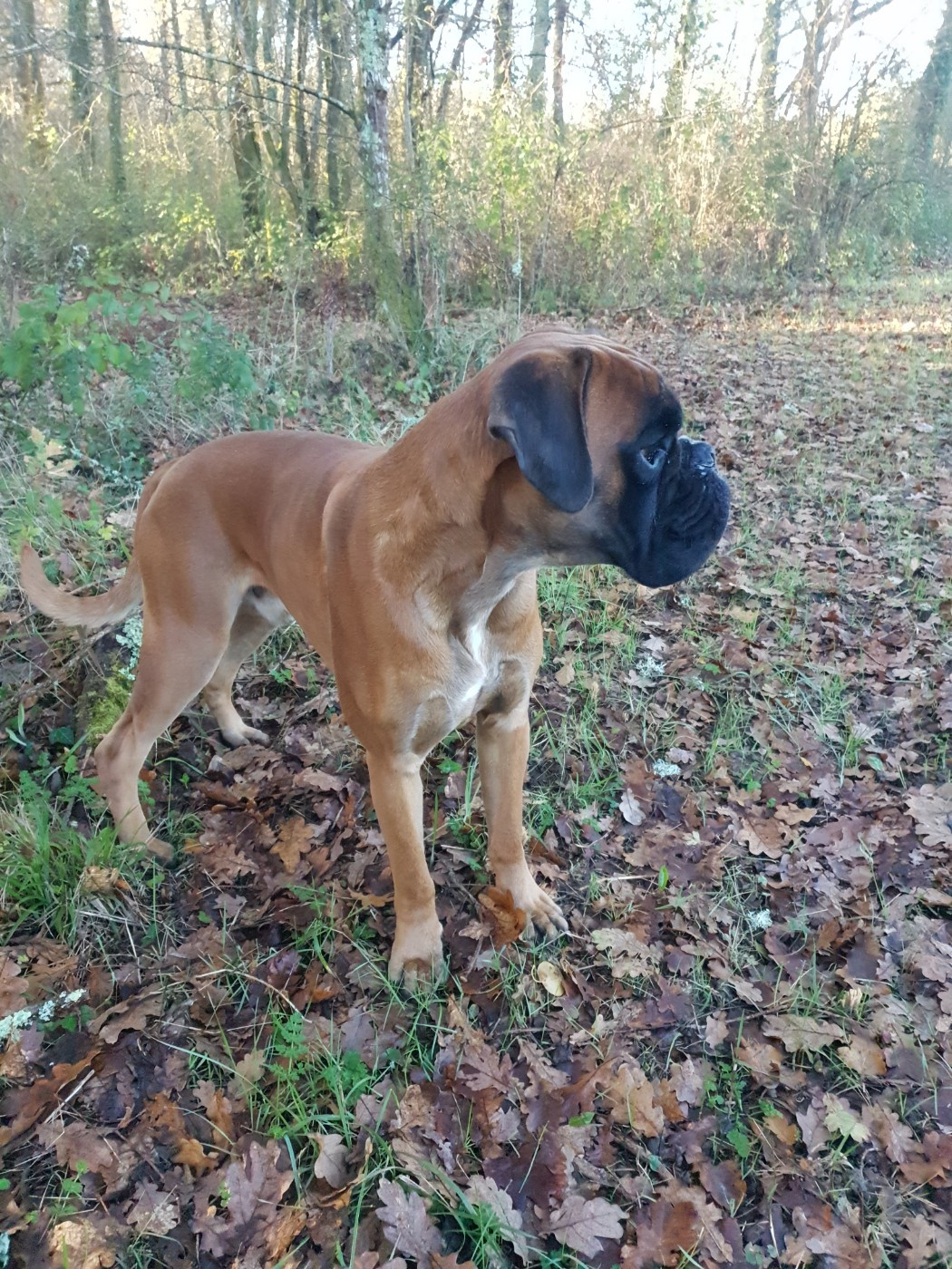  Viggo de la Croix de Cazeneuve