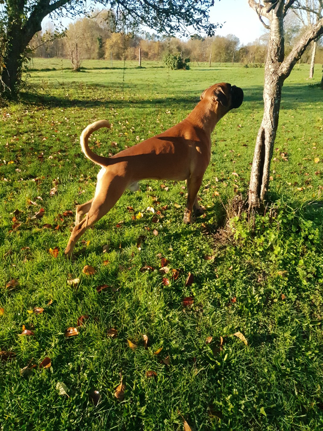  Viggo de la Croix de Cazeneuve